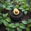 Comment prendre soin de son avocatier en lien avec l’équilibre du microbiote