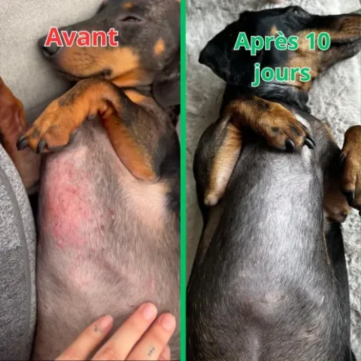 Test SUNFIDE Démangeaisons chien : des friandises qui aident… mais pas sur tous les chiens
