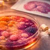 Détecter la démence par le microbiote : ce que révèle une synthèse de 15 études